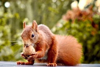 Impressionen aus dem Garten Seniorenresidenz Latumer See